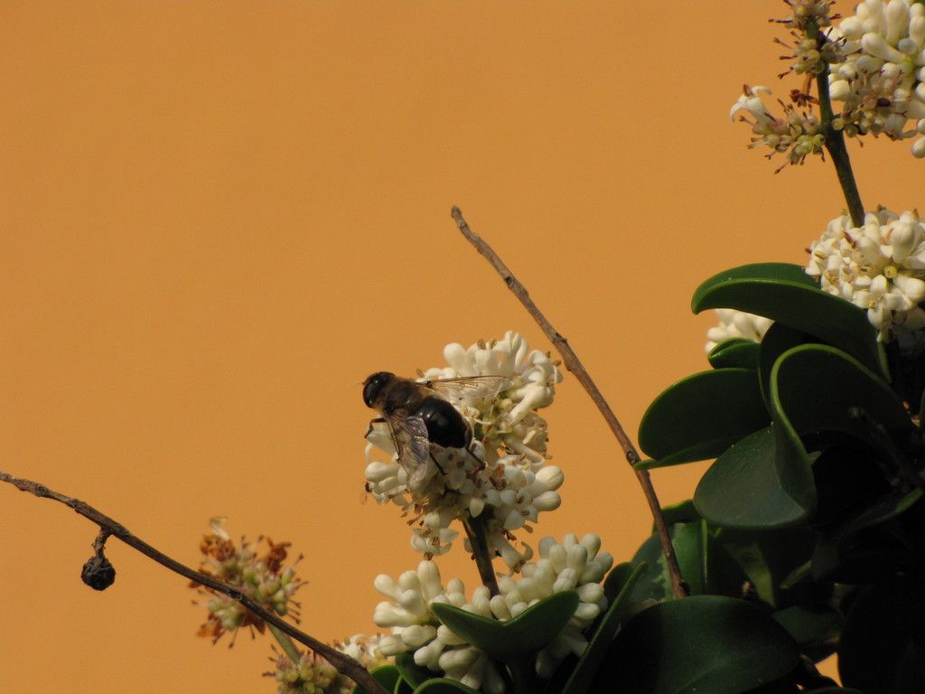 Aiuto ID Aristalis